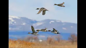 இடம் பெயரும் பறவைகள்